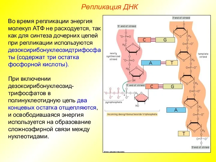 Во время репликации энергия молекул АТФ не расходуется, так как для