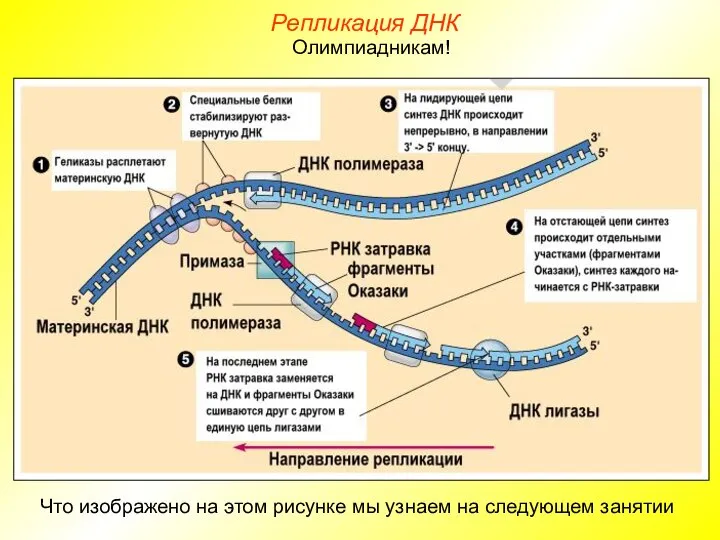 Репликация ДНК Что изображено на этом рисунке мы узнаем на следующем занятии Олимпиадникам!