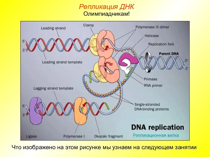 Что изображено на этом рисунке мы узнаем на следующем занятии Олимпиадникам! Репликация ДНК