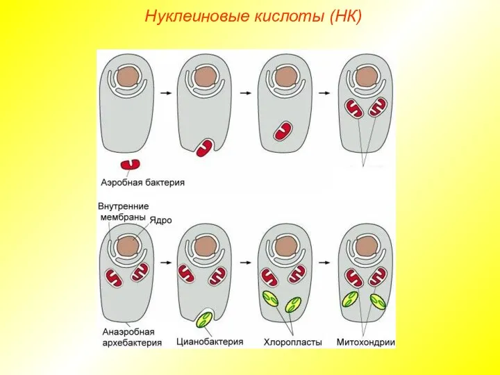 Нуклеиновые кислоты (НК)