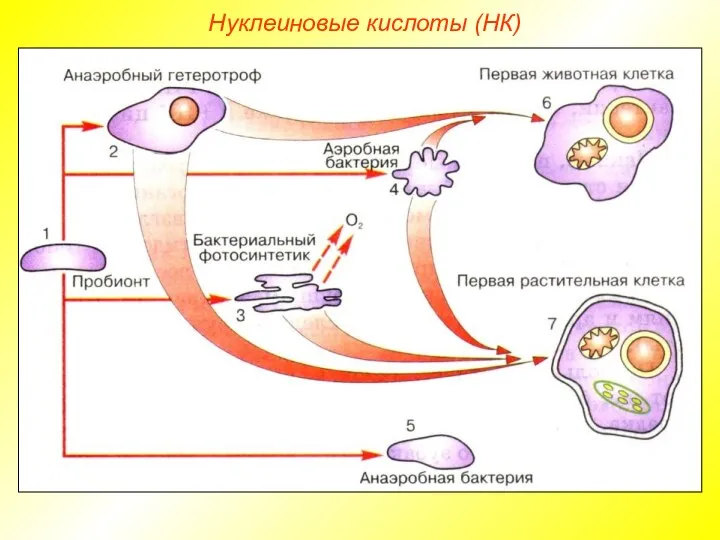 Нуклеиновые кислоты (НК)