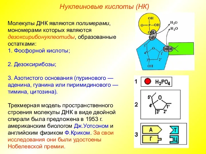 Молекулы ДНК являются полимерами, мономерами которых являются дезоксирибонуклеотиды, образованные остатками: 1.