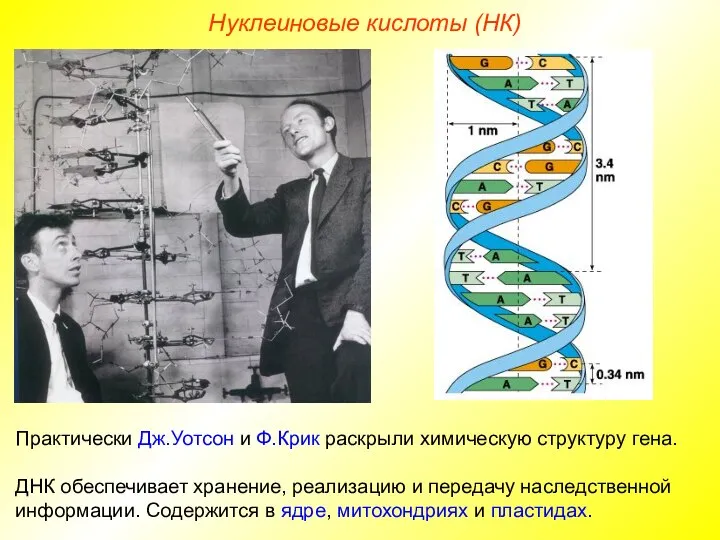 Нуклеиновые кислоты (НК) Практически Дж.Уотсон и Ф.Крик раскрыли химическую структуру гена.