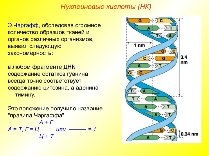 Нуклеиновые кислоты (НК) Э.Чаргафф, обследовав огромное количество образцов тканей и органов