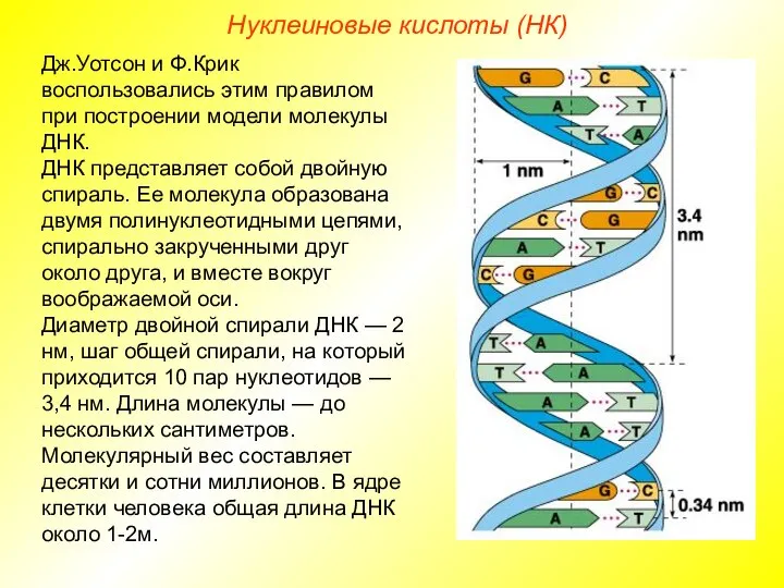 Нуклеиновые кислоты (НК) Дж.Уотсон и Ф.Крик воспользовались этим правилом при построении