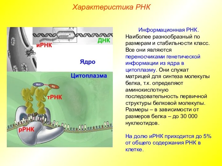 Характеристика РНК Информационная РНК. Наиболее разнообразный по размерам и стабильности класс.