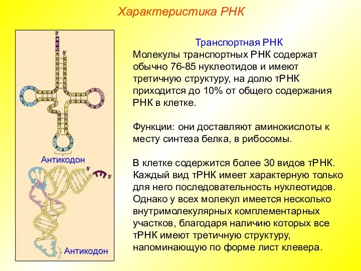 Характеристика РНК Транспортная РНК Молекулы транспортных РНК содержат обычно 76-85 нуклеотидов