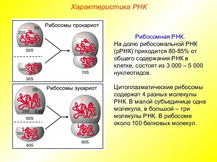 Характеристика РНК Рибосомная РНК. На долю рибосомальной РНК (рРНК) приходится 80-85%