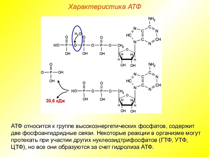 Характеристика АТФ АТФ относится к группе высокоэнергетических фосфатов, содержит две фосфоангидридные