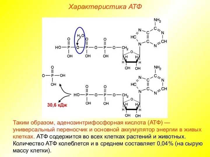 Характеристика АТФ Таким образом, аденозинтрифосфорная кислота (АТФ) — универсальный переносчик и