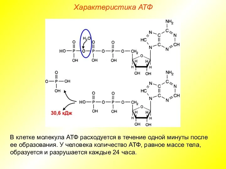 Характеристика АТФ В клетке молекула АТФ расходуется в течение одной минуты