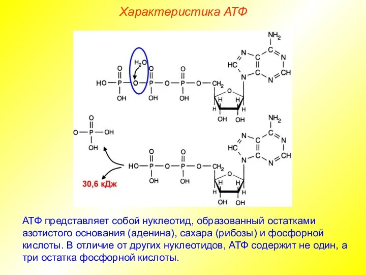 Характеристика АТФ АТФ представляет собой нуклеотид, образованный остатками азотистого основания (аденина),