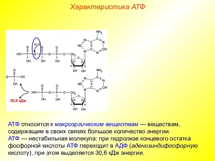 АТФ относится к макроэргическим веществам — веществам, содержащим в своих связях