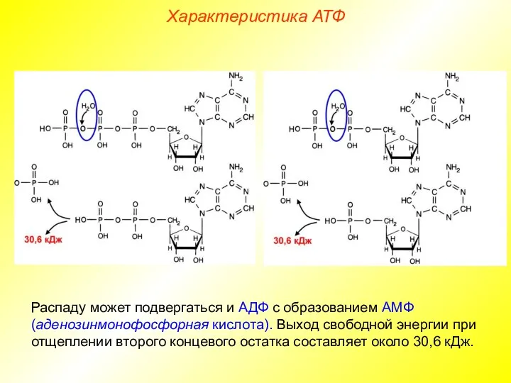 Распаду может подвергаться и АДФ с образованием АМФ (аденозинмонофосфорная кислота). Выход