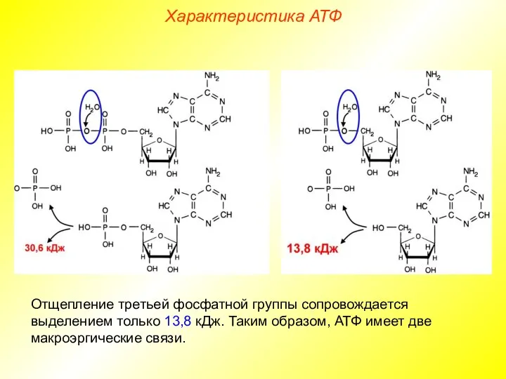 Отщепление третьей фосфатной группы сопровождается выделением только 13,8 кДж. Таким образом,