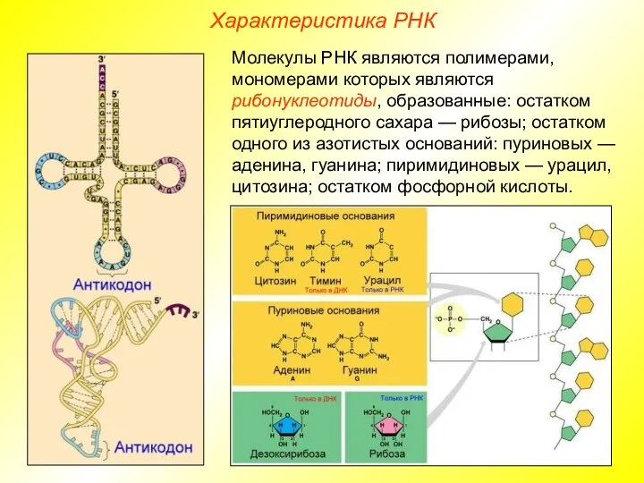 Характеристика РНК Молекулы РНК являются полимерами, мономерами которых являются рибонуклеотиды, образованные: