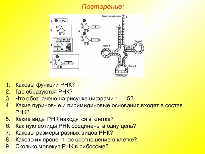 Каковы функции РНК? Где образуются РНК? Что обозначено на рисунке цифрами