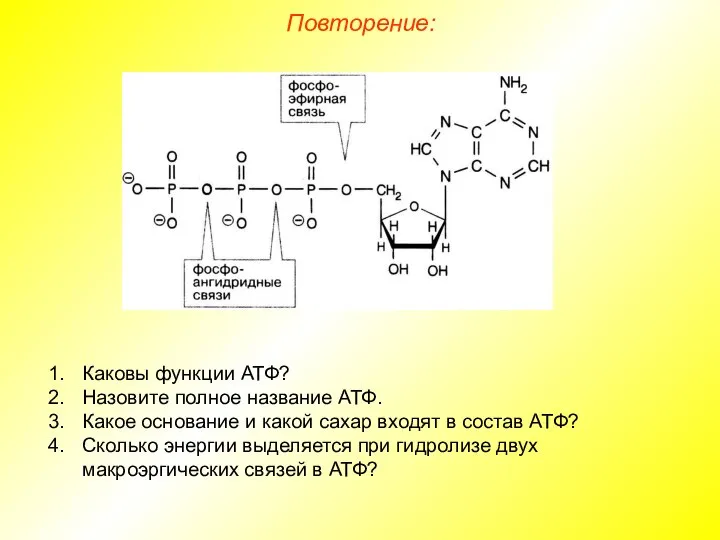 Повторение: Каковы функции АТФ? Назовите полное название АТФ. Какое основание и