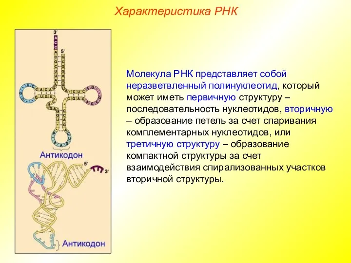 Характеристика РНК Молекула РНК представляет собой неразветвленный полинуклеотид, который может иметь