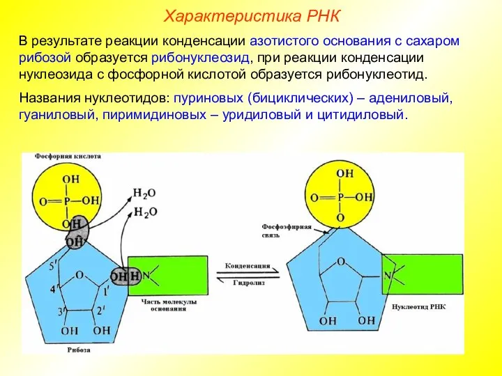 В результате реакции конденсации азотистого основания с сахаром рибозой образуется рибонуклеозид,