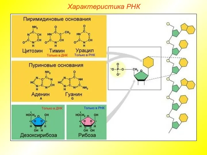 Характеристика РНК