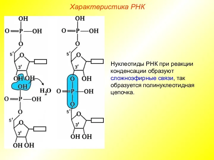 Нуклеотиды РНК при реакции конденсации образуют сложноэфирные связи, так образуется полинуклеотидная цепочка. Характеристика РНК