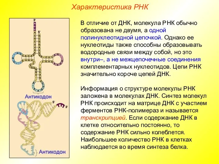 Характеристика РНК В отличие от ДНК, молекула РНК обычно образована не