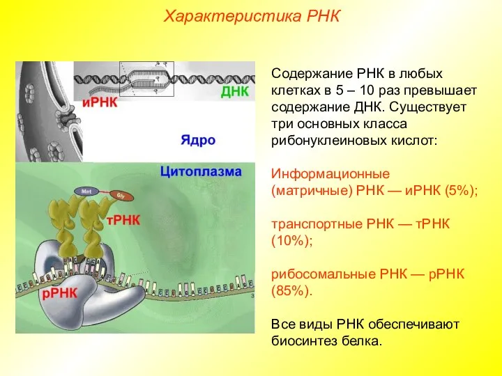 Характеристика РНК Содержание РНК в любых клетках в 5 – 10