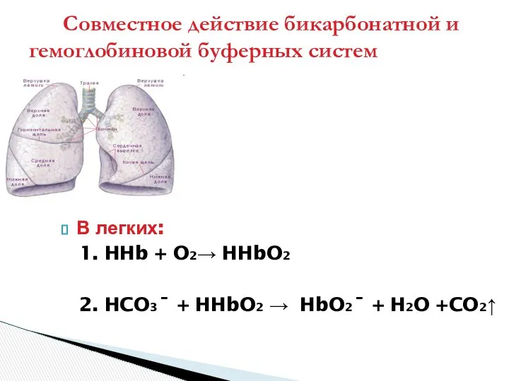 В легких: 1. HHb + O2→ HHbO2 2. HCO3ˉ + HHbO2