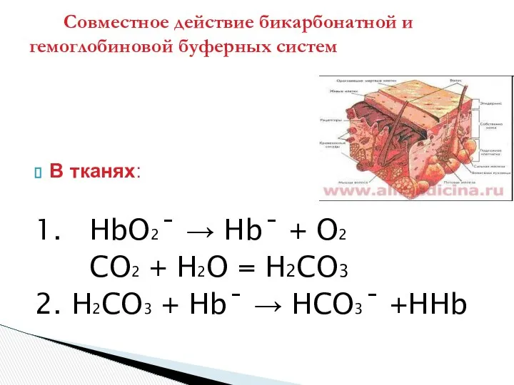 В тканях: 1. HbO2ˉ → Hbˉ + O2 CO2 + H2O