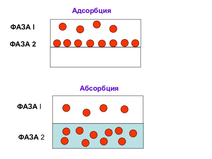 Адсорбция Абсорбция ФАЗА I ФАЗА 2 ФАЗА I ФАЗА 2