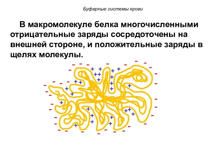 В макромолекуле белка многочисленными отрицательные заряды сосредоточены на внешней стороне, и