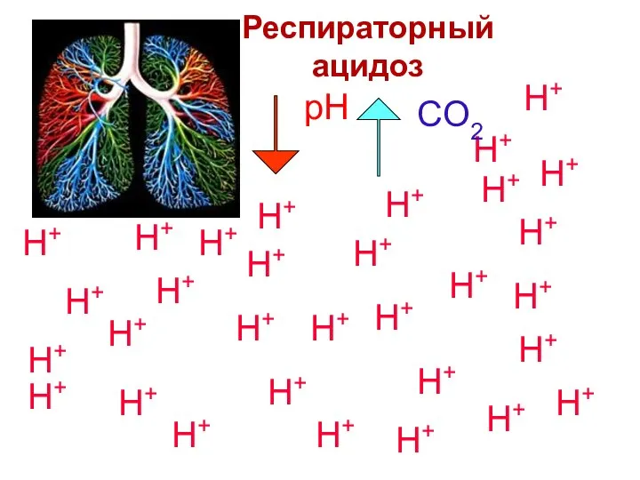 H+ H+ H+ H+ H+ H+ H+ H+ H+ H+ H+