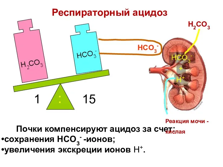 Почки компенсируют ацидоз за счет: сохранения HCO3- -ионов; увеличения экскреции ионов