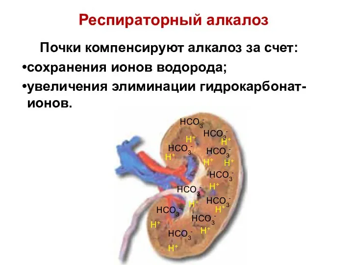 Почки компенсируют алкалоз за счет: сохранения ионов водорода; увеличения элиминации гидрокарбонат-ионов.