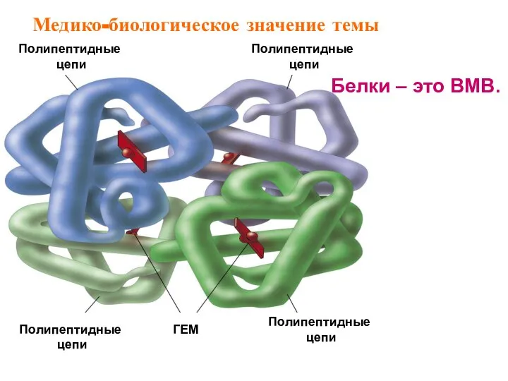 Белки – это ВМВ. Медико-биологическое значение темы Полипептидные цепи Полипептидные цепи Полипептидные цепи Полипептидные цепи ГЕМ