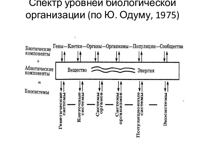 Спектр уровней биологической организации (по Ю. Одуму, 1975)