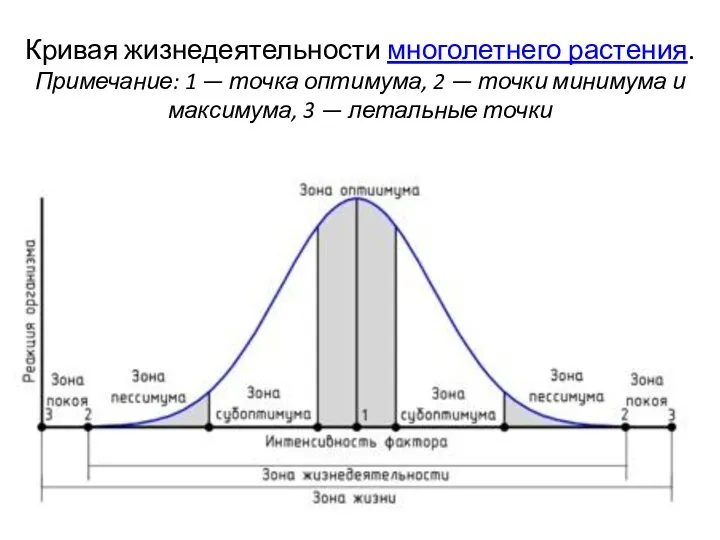 Кривая жизнедеятельности многолетнего растения. Примечание: 1 — точка оптимума, 2 —