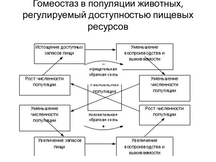 Гомеостаз в популяции животных, регулируемый доступностью пищевых ресурсов