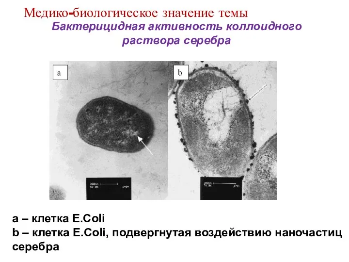 Бактерицидная активность коллоидного раствора серебра a – клетка E.Coli b –