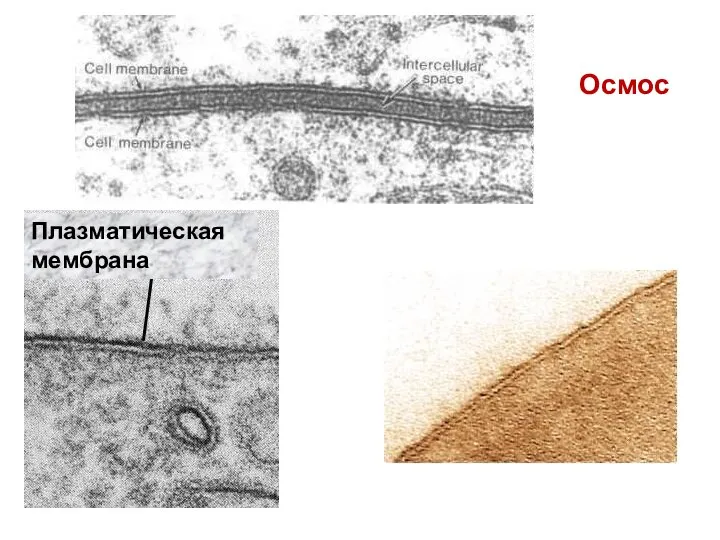 Осмос Плазматическая мембрана