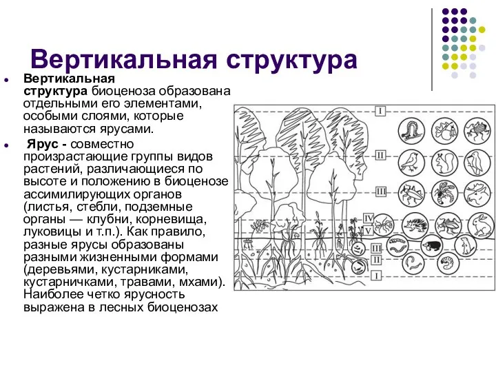 Вертикальная структура Вертикальная структура биоценоза образована отдельными его элементами, особыми слоями,