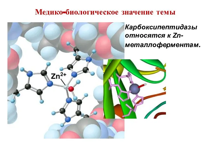 Медико-биологическое значение темы Карбоксипептидазы относятся к Zn-металлоферментам.