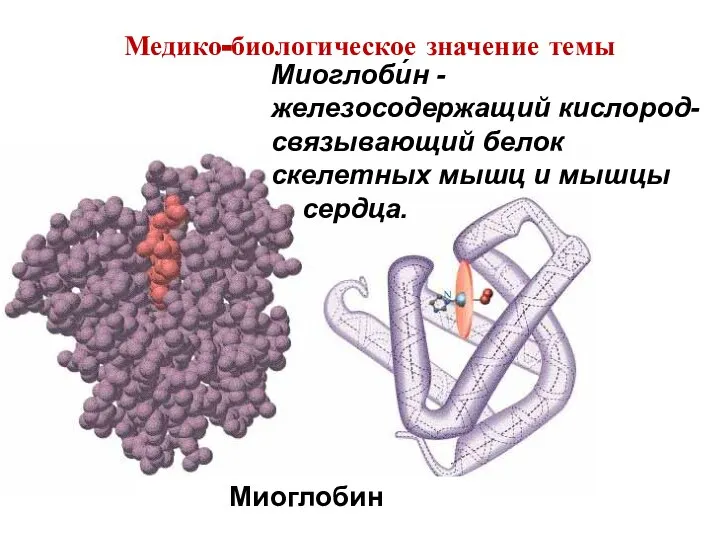 Миоглобин Миоглоби́н - железосодержащий кислород-связывающий белок скелетных мышц и мышцы сердца. Медико-биологическое значение темы