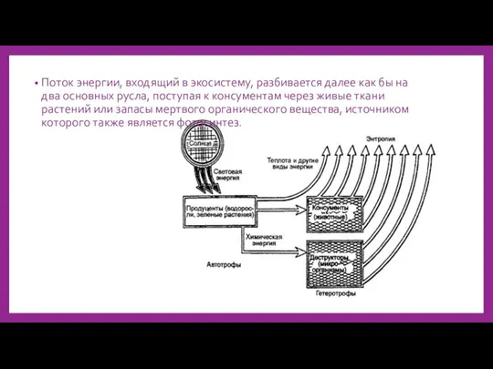 Поток энергии, входящий в экосистему, разбивается далее как бы на два