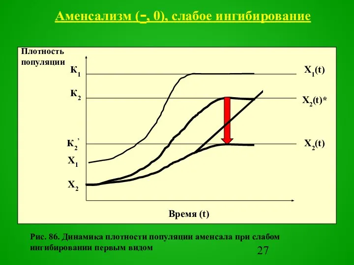 Рис. 86. Динамика плотности популяции аменсала при слабом ингибировании первым видом Аменсализм (-, 0), слабое ингибирование