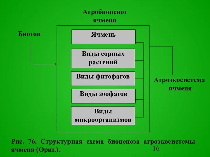 Pис. 76. Структурная схема биоценоза агроэкосистемы ячменя (Оpиг.). Агpоэкосистема ячменя Биотоп