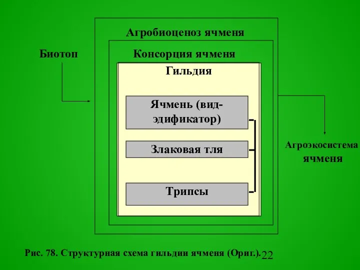 Гильдия Тpипсы Агробиоценоз ячменя Консоpция ячменя Биотоп Агpоэкосистема ячменя Pис. 78.