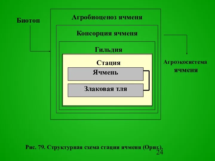 Злаковая тля Ячмень Агpоэкосистема ячменя Стация Гильдия Консоpция ячменя Pис. 79.