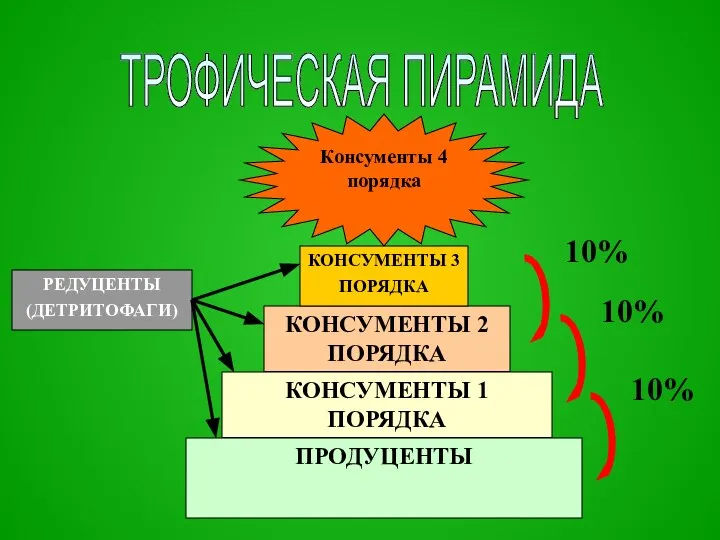 ТРОФИЧЕСКАЯ ПИРАМИДА ПРОДУЦЕНТЫ КОНСУМЕНТЫ 1 ПОРЯДКА КОНСУМЕНТЫ 2 ПОРЯДКА КОНСУМЕНТЫ 3